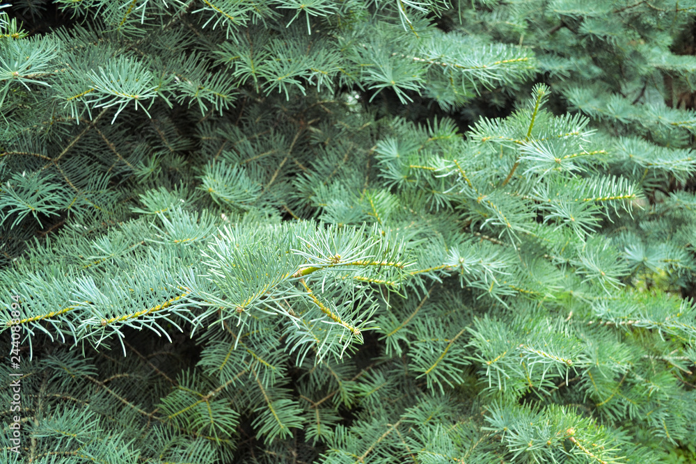 Beautiful blue spruce tree brach. Close up. Beautiful blue spruce tree brach. Close up.