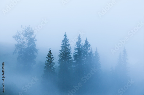 Misty landscape with fir mountain forest. Panoramic view © Nickolay Khoroshkov