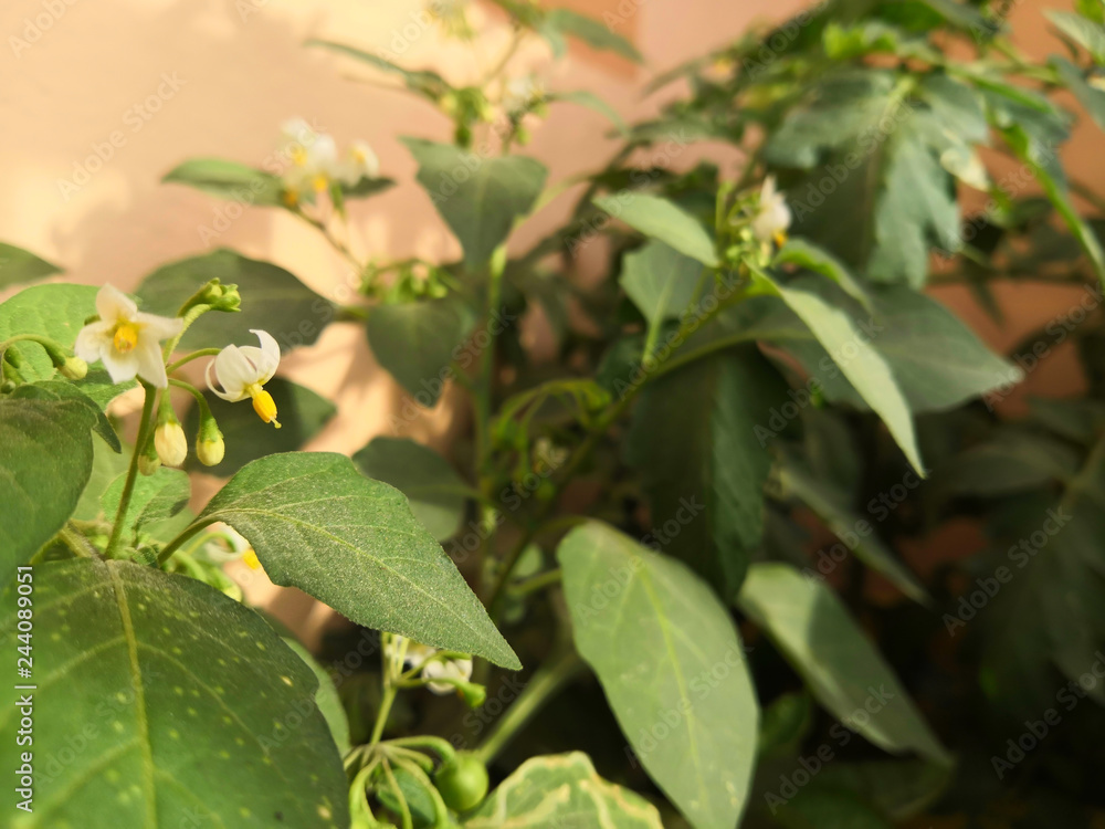 Chilly Plant And Flower Chilly Plant And Flower