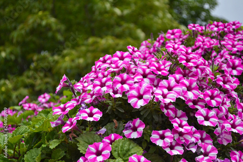 White-pink flowers from flower beds. Garden Phlox  Phlox paniculata . Natural background. Garden Ornamental Plants