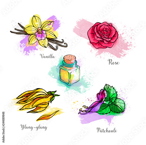 Hand drawing illustration, a set of different essential aromatic oils in the bottles, rose, patchouli, vanilla, ylang ylang flower. Watercolors, white background. photo