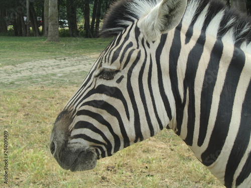 zebra head shot