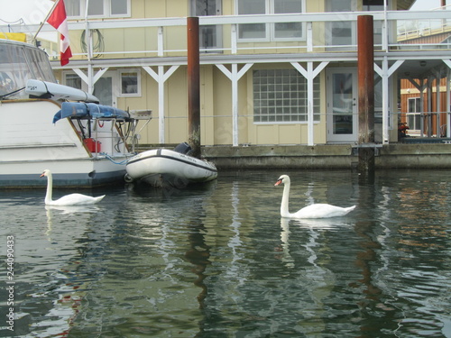 swan and boat