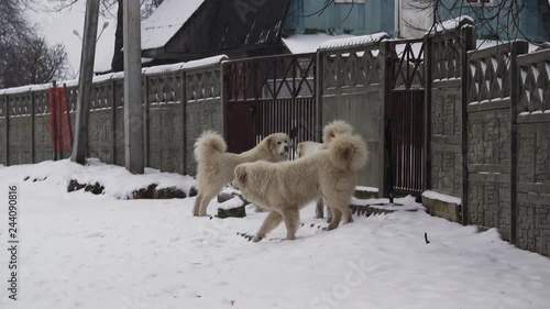 Great Pyrenees dog plays with another dog. Beautiful winter. Runs a lot. There is a different video. Вogs play, dogs run, look, strats. Pedigree dog. Big and beautiful.