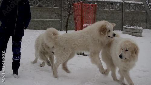 Great Pyrenees dog plays with another dog. Beautiful winter. Runs a lot. There is a different video. Вogs play, dogs run, look, strats. Pedigree dog. Big and beautiful.