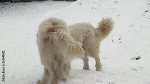 Great Pyrenees dog plays with another dog. Beautiful winter. Runs a lot. There is a different video. Вogs play, dogs run, look, strats. Pedigree dog. Big and beautiful.
