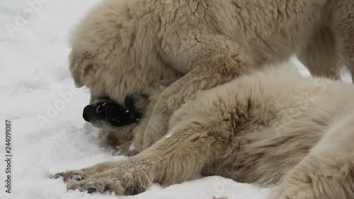 Great Pyrenees dog plays with another dog. Beautiful winter. Runs a lot. There is a different video. Вogs play, dogs run, look, strats. Pedigree dog. Big and beautiful.