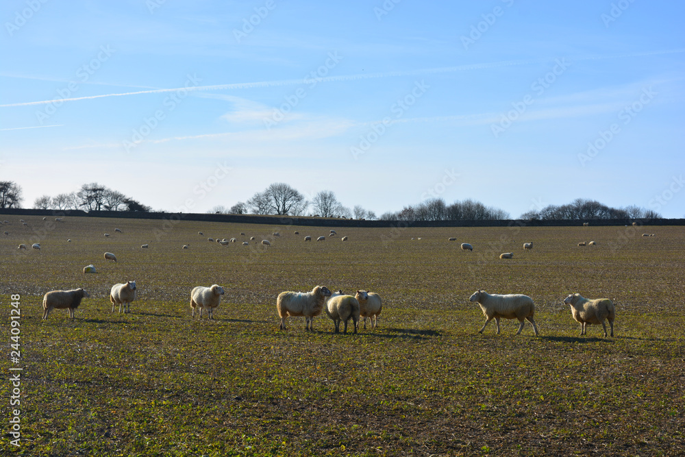 flock of sheep on winter pasture
