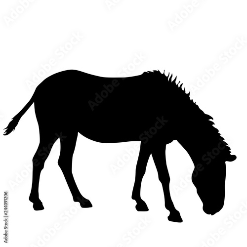 Silhouette african zebra on a white background