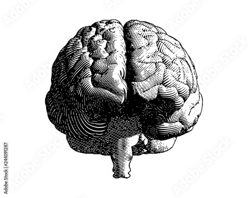 Monochrome engraving brain illustration frontal