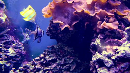 Indo-Pacific underwater sea environment with a Banggai cardinalfish - Pterapogon kauderni - native to the Indo-Pacific ocean in the reefs of Banggai Islands of Indonesia - in a marine aquarium photo