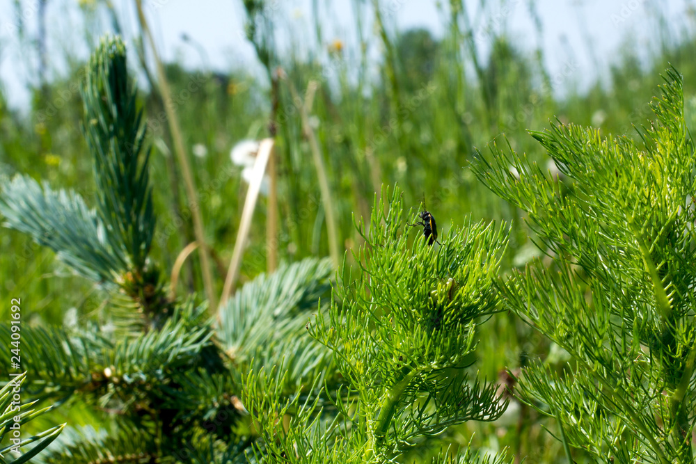 summer view of nature in the grass insects spruce summer view of nature in the grass insects spruce
