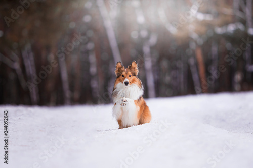 Fototapeta Naklejka Na Ścianę i Meble -  Sheltie breed in the winter forest