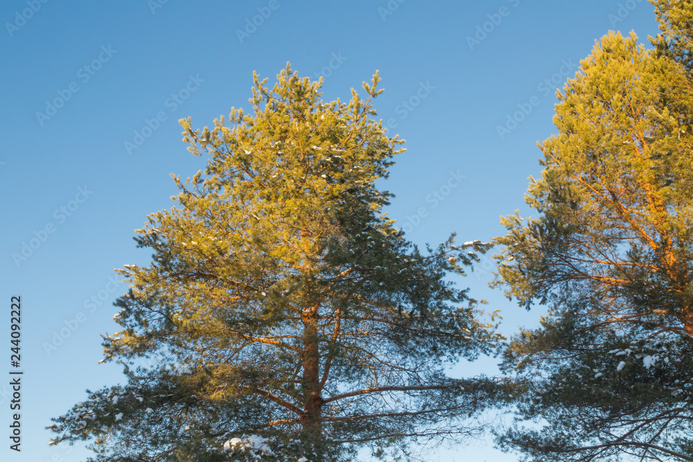 Fototapeta premium Branches of pine tree with snow on a blue sky background at winter