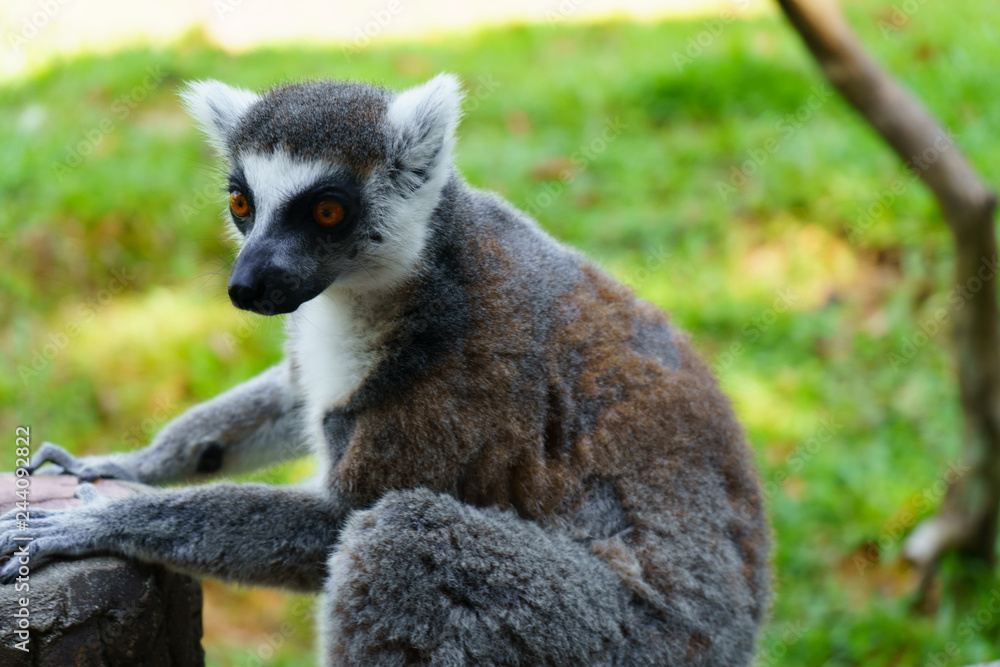 Obraz premium lemur