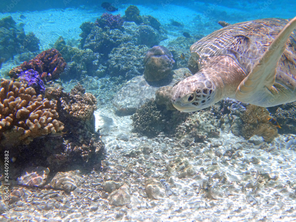 Underwater view of a tropical sea turtle in the Bora Bora lagoon, French Polynesia Underwater view of a tropical sea turtle in the Bora Bora lagoon, French Polynesia