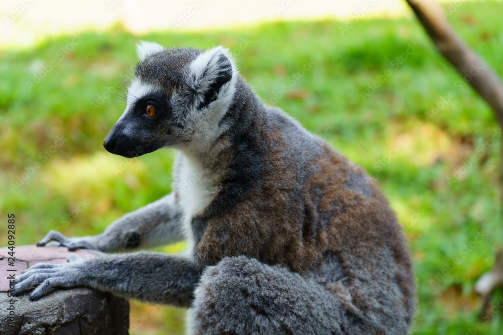 Fototapeta premium lemur
