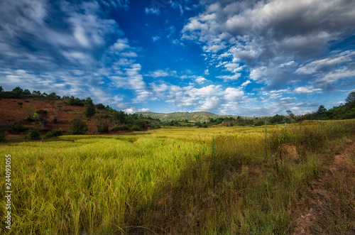 Myanmar s rice terraces