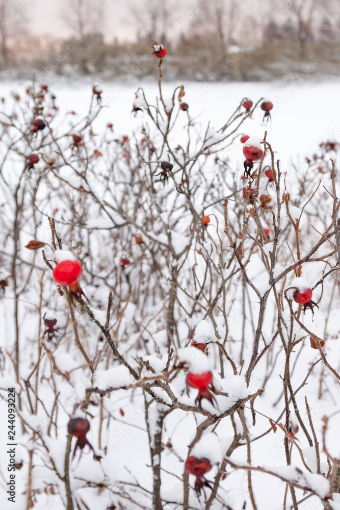 Winter landscape and snow on a wild rose bush close-up. Winter landscape and snow on a wild rose bush close-up.