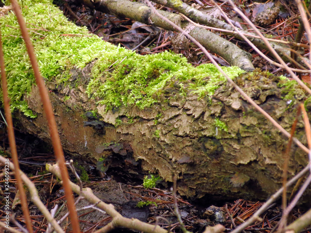 green moss on the tree green moss on the tree