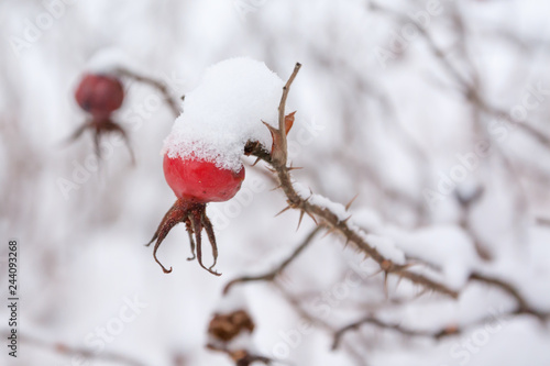 Winter landscape and snow on a wild rose bush close-up.
