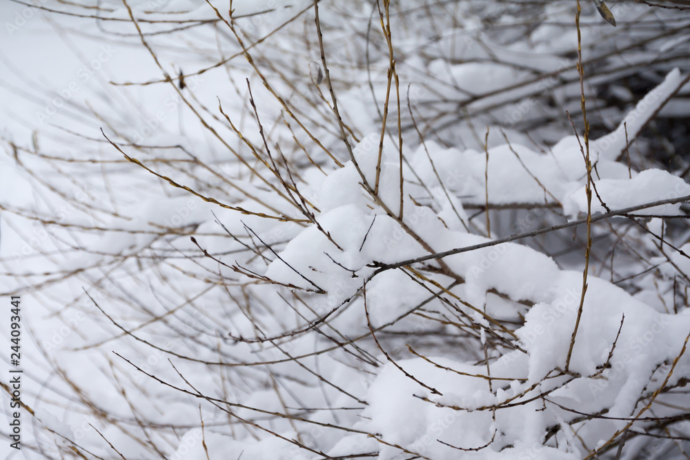 Branches of bush covered with snow and ice close-up at winter landscape Branches of bush covered with snow and ice close-up at winter landscape