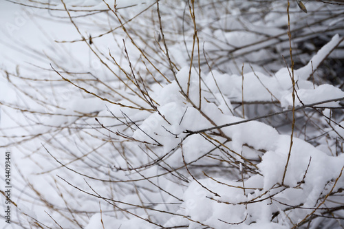 Branches of bush covered with snow and ice close-up at winter landscape