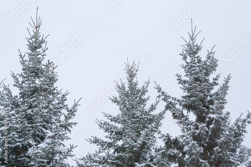 Branches of spruce tree with snow on a sky background at winter © Elena Noeva