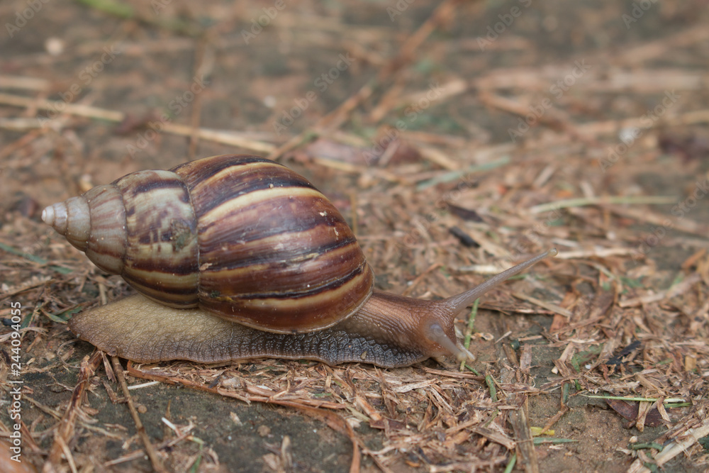 snail in the garden on the soil snail in the garden on the soil