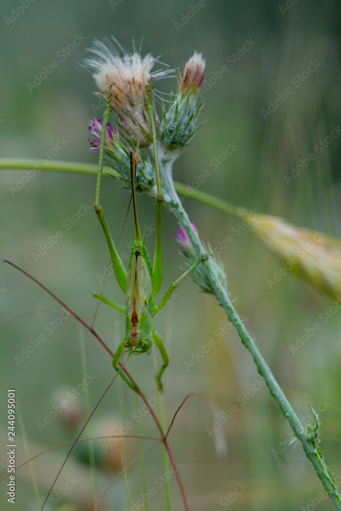 green grasshopper thistle in bloom green grasshopper thistle in bloom
