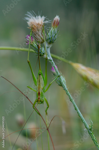 green grasshopper thistle in bloom 