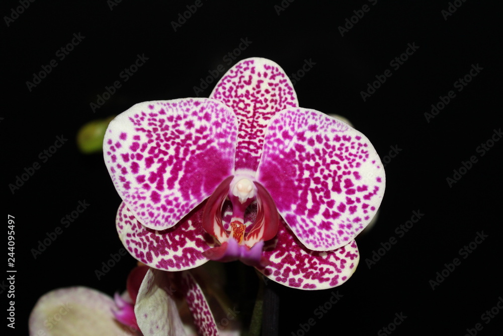 Fototapeta premium Orchid flower on black background.