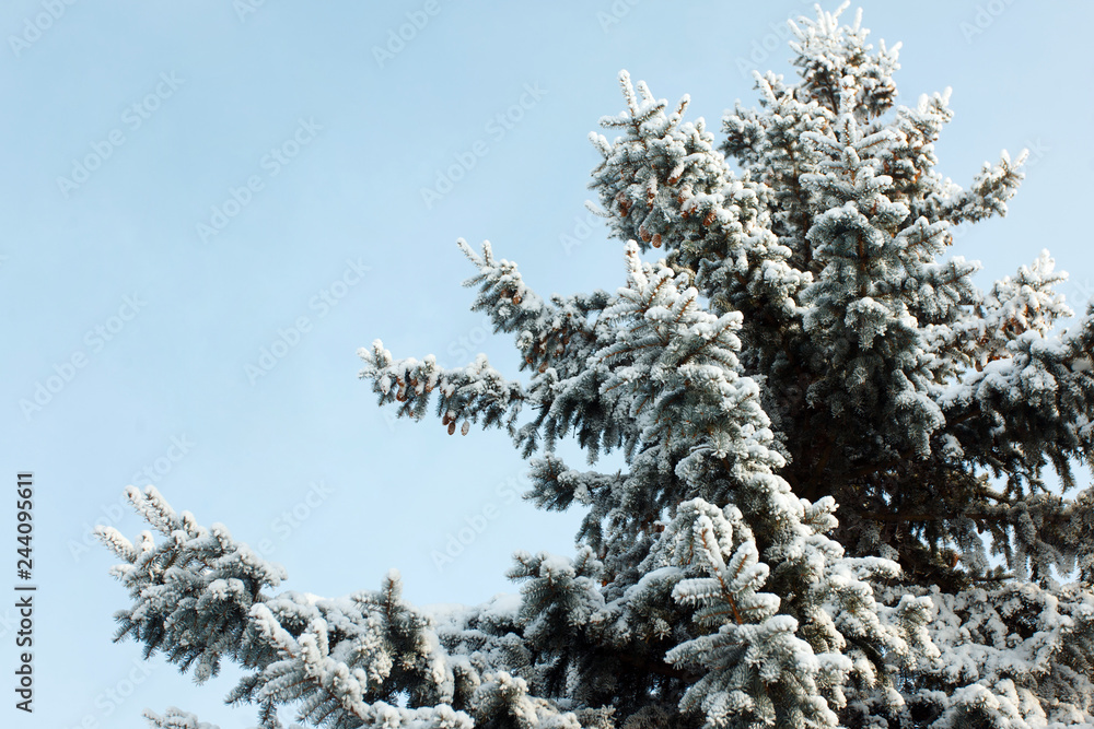 Christmas tree branches in the snow in winter Christmas tree branches in the snow in winter