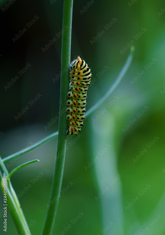 Caterpillar of a common yellow swallowtail. Larva of Old World swallowtail (Papilio machaon) on green plant. Vivid green caterpillar with black and orange markings