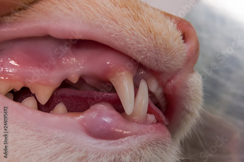 Cat mouth and face closeup