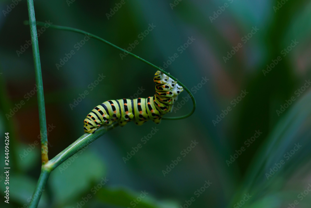 caterpillar on a leaf, Caterpillar of a common yellow swallowtail. Larva of Old World swallowtail (Papilio machaon) on green plant. Vivid green caterpillar with black and orange markings