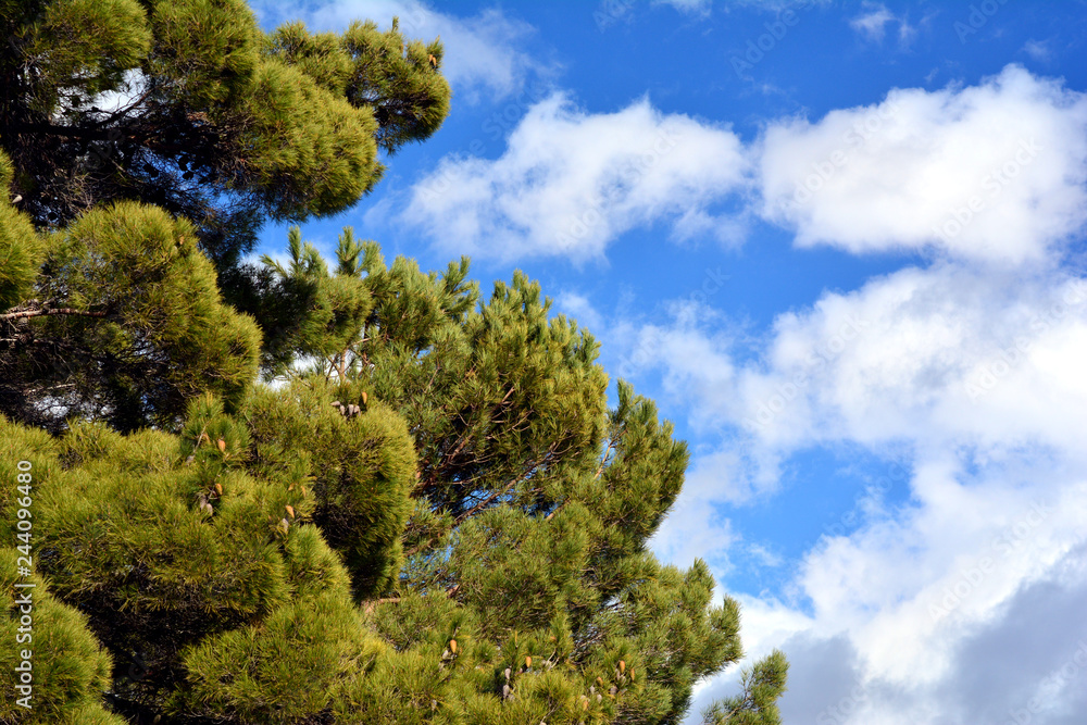 Alberi di pino in inverno, cielo blu con nuvole Alberi di pino in inverno, cielo blu con nuvole