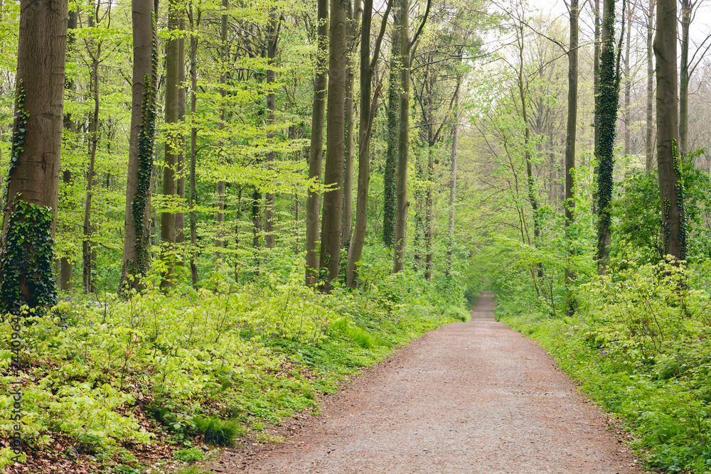 Fototapeta premium Road in a green deciduous forest in spring