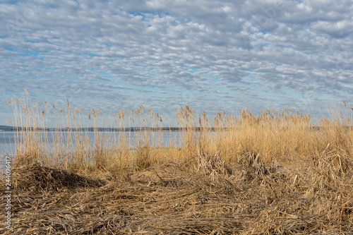 Dry reeds on the river against the background of the morning sky
