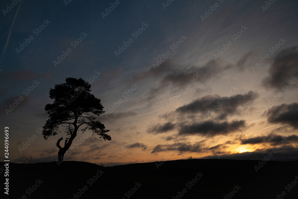 Single Tree in Silhouette at Sunset