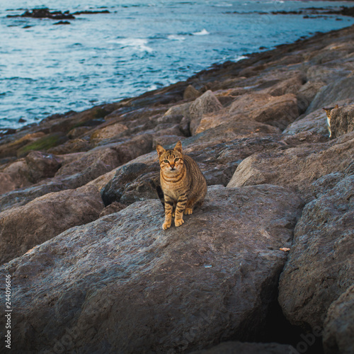 Canvas Print Curious and cute cat on the beach side