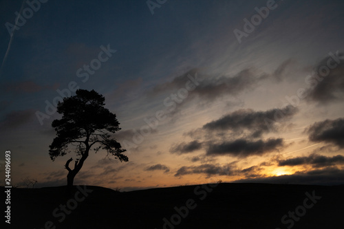 Single Tree in Silhouette at Sunset © Daniel Magnusson