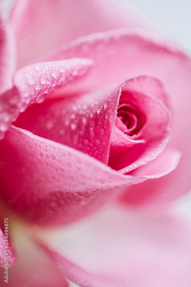 Raindrops On Red And Yellow Rose, Closeup Raindrops On Red And Yellow Rose, Closeup