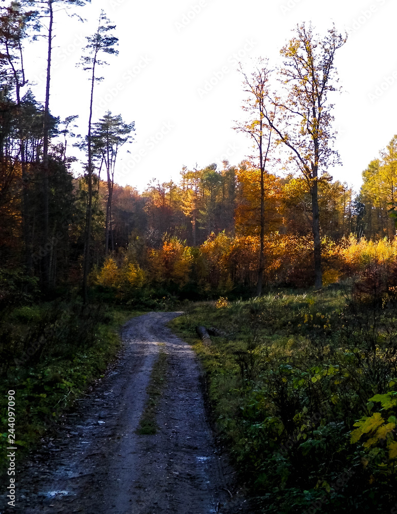 Trees of autumnal forest. Sunny weather.