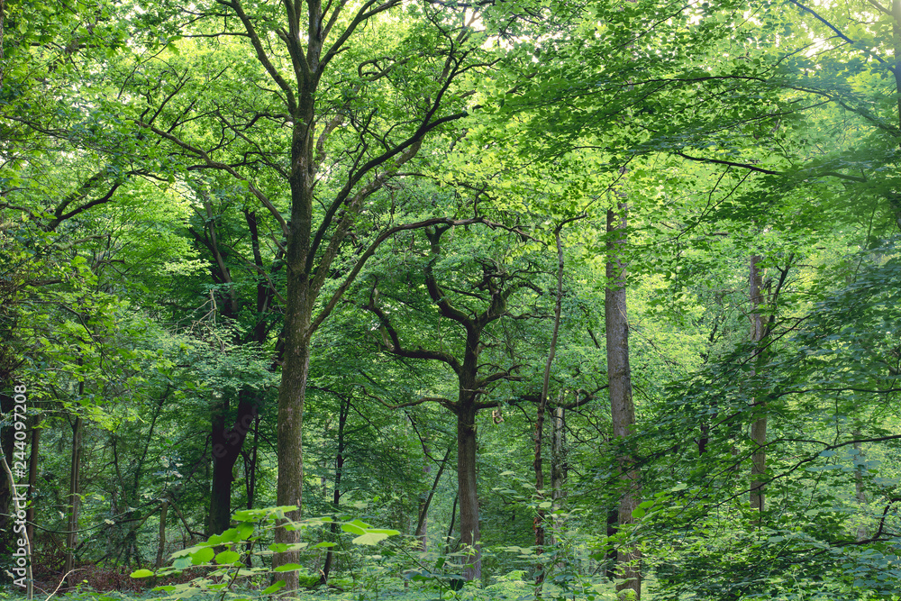 Green deciduous forest