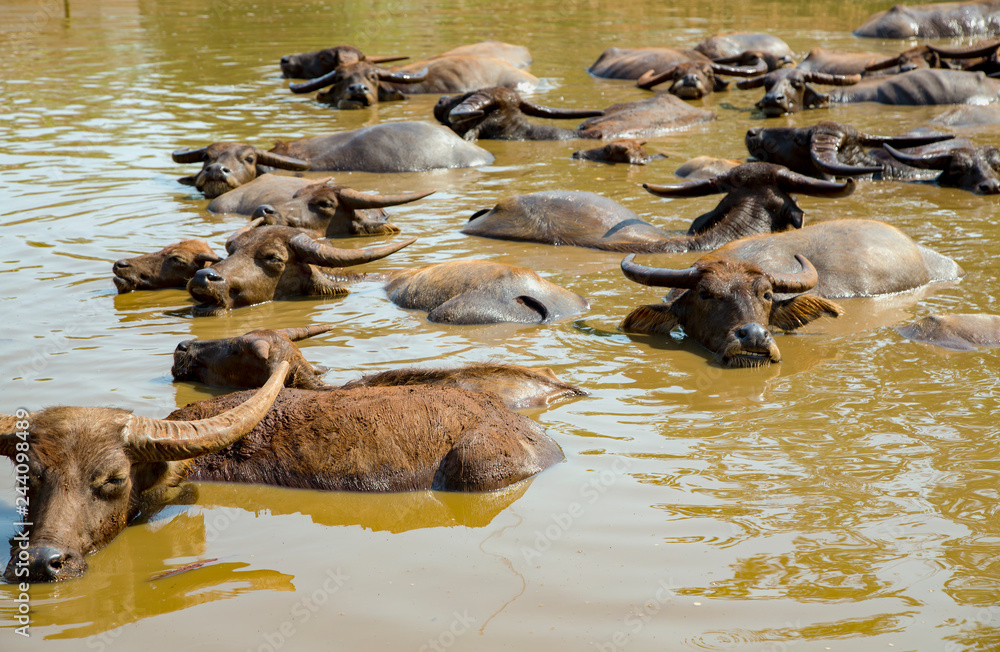 Buffaloes lie in warm water of the lake in a Tiger monastery in Kanchanaburi province, Thailand