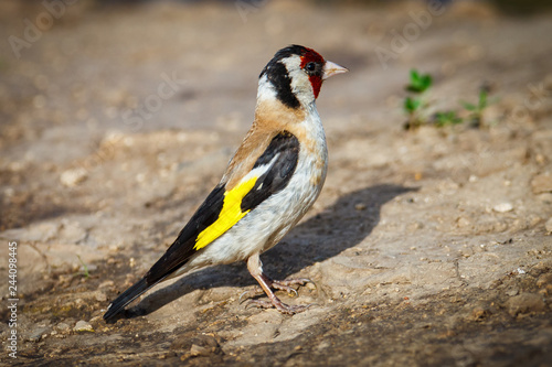 Goldfinch (Carduelis carduelis).