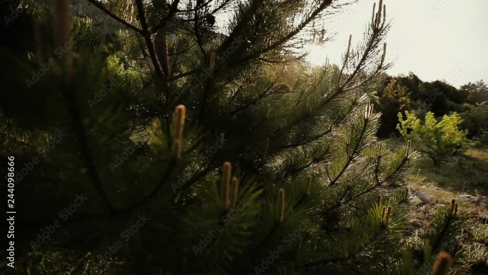 Pine branches trembling in the wind after the rain in sunny day. Splendid forest scene with flaring and sparkling drops of water. Pine branches trembling in the wind after the rain in sunny day. Splendid forest scene with flaring and sparkling drops of water.