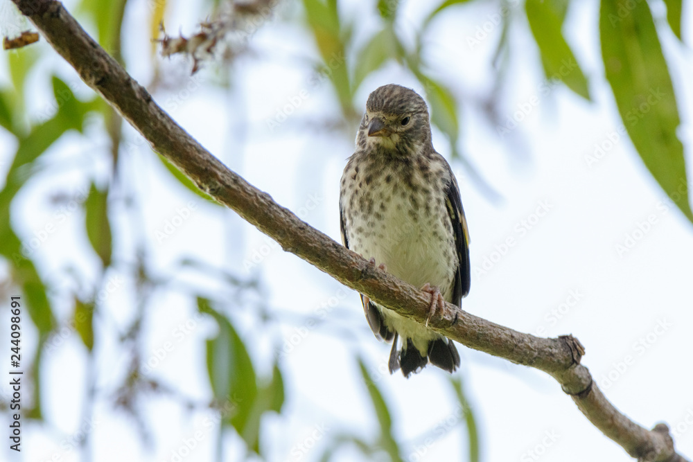 Goldfinch (Carduelis carduelis). Goldfinch (Carduelis carduelis).