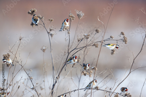 Goldfinch (Carduelis carduelis).